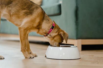 Ante cualquier duda sobre la dieta de tu mascota, lo más recomendable es acudir a un veterinario de confianza