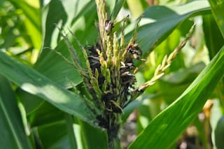 Qué hacer ante una enfermedad que volvió a ser un problema relevante luego de 70 años