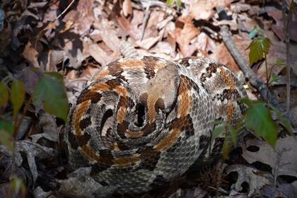 Ante el encuentro con una serpiente, se recomienda alejarse y observar la conducta del animal antes de tomar cualquier acción