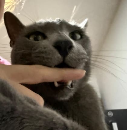 Ante el exceso de caricias los gatos tienden a morder