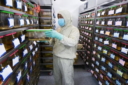 Especialistas chinos aseguran que no hay posibilidad de que el hantavirus se expanda como el Covid-19