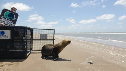 Ante la falta de alimento los lobos marinos desencadenan un cuadro de deshidratación.