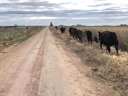 Ante la falta de pasto, muchos buscan alimentar el ganado en banquinas o caminos