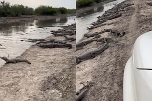 Ante la falta de precipitaciones en Formosa, los riachuelos están bajando y los yacarés salen a la orilla