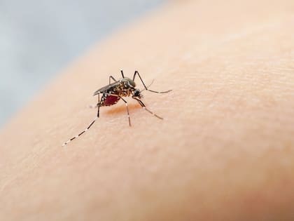 Ante la falta de repelentes comerciales, es preciso recurrir a métodos caseros para alejar a los mosquitos