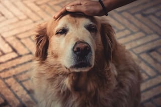 Señales del Alzheimer canino y cómo identificarlo a tiempo en mascotas mayores
