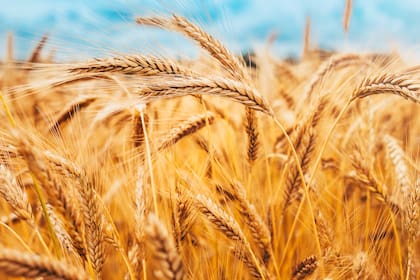 Ante la menor producción de trigo y maíz, las respuestas dadas por las autoridades no fueron las esperadas por el sector