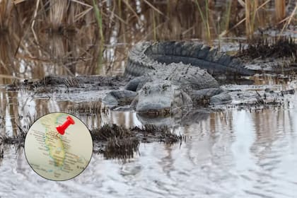 Ante la presencia de un caimán problemático, la FWC dispone de una línea telefónica de emergencia para asistencia.