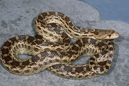 Ante una mordedura, aconsejan mantener la calma y buscar atención médica inmediata