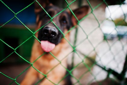 Antes de comprar o adoptar un animal es conveniente seguir una serie de pasos para una mayor seguridad