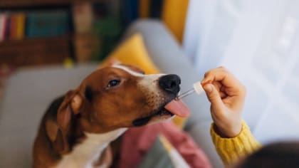Antes de darle algo extra en la comida habitual, es importante consultarlo con un veterinario