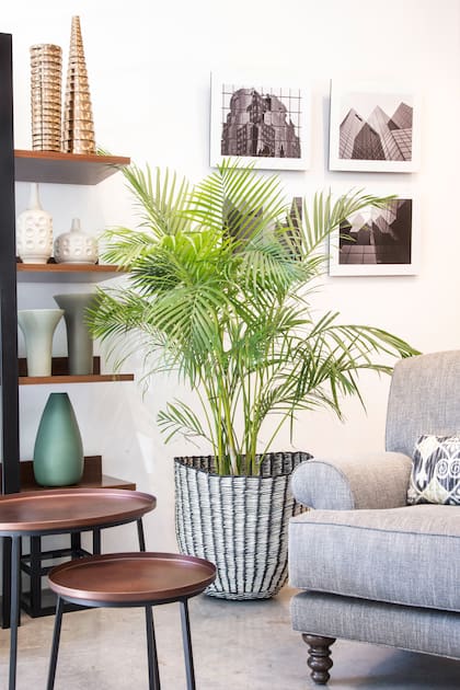 Antes de decidirse por una especie determinada, hay que tener claro cuánto espacio necesita el árbol o planta xxl en cuestión