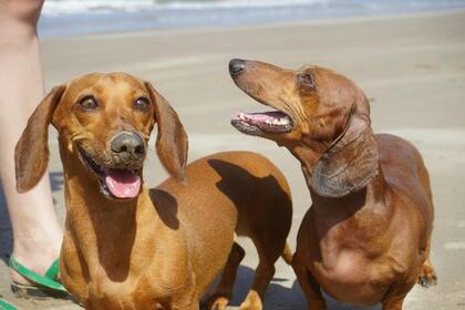 Antes de llevar a tu perro a la playa deberías revisar de que no existan restricciones al respecto