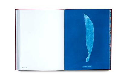 “Antes de los cianotipos de Anna, las algas marinas se dibujaban a mano, no existía otra forma de registrarlas”, se admira Barker