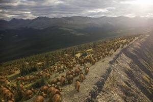 Antes de que se produjera el desastre, se cree que los Pachyrhinosaurus estaban migrando, como se muestra en esta imagen computerizada