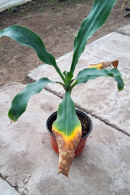 Antes de que una planta muera, avisa; el problema es aprender a leer sus señales