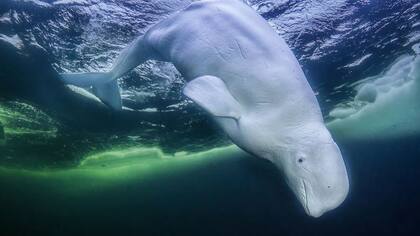 Antes de realizar fotografías como la de esta beluga, el fotógrafo tuvo que ganarse la vida en distintos oficios.