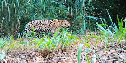 Antes de ser traslocada, hubo registro de más de 50 depredaciones de mascotas que se presumen fueron obra de Pará