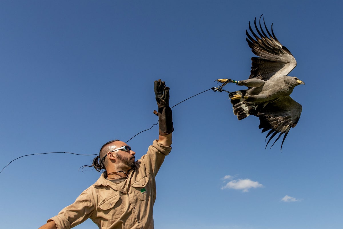 Un águila coronada fue liberada tras recuperarse en el Ecoparque - LA NACION