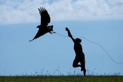 Antes de su liberación el ejemplar de águila coronada afrontó varias sesiones de adiestramiento
