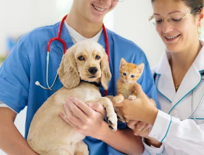 Antes de viajar, la gran recomendación es que las mascotas tengan un chequeo veterinario