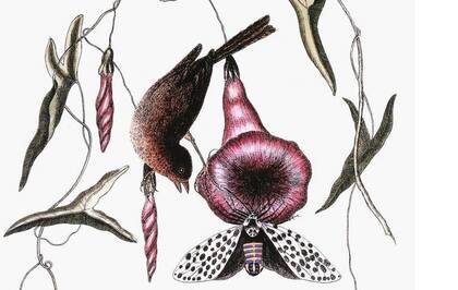 Antes y después de la humana, la sangre del gorrión era "medicinal", pues se pensaba que esta ave sufría de epilepsia