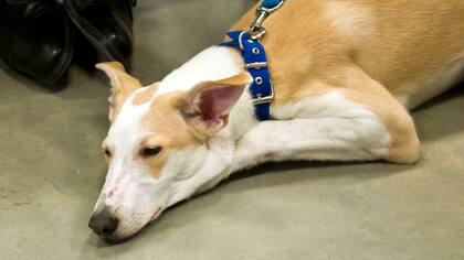 Anthony, el primer perro clonado de América latina