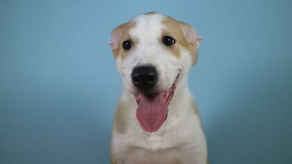Anthony, el primer perro clonado por una familia en Argentina