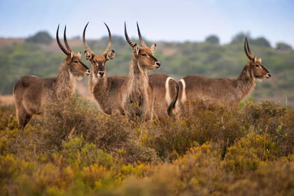 Antílopes acuáticos, también llamados cobos de agua