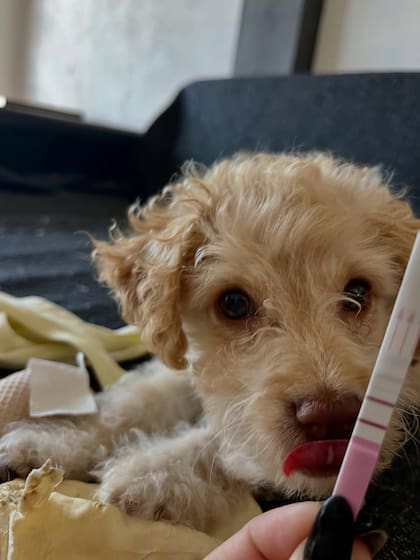 Antón compartió imágenes del test de embarazo, de la ecografía y de su familia (Foto: Instagram @guadalupeantonok)