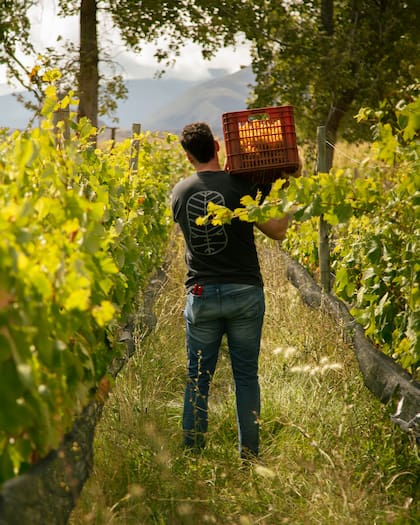 Antropo es un proyecto novedoso y valiente