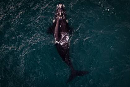 Entre junio y noviembre se pueden observar las ballenas franca austral. En el verano los grandes protagonistas son los delfines: el común, el oscuro y el cabeza de botella. También, una buena cantidad de lobos marinos y algunas toninas.