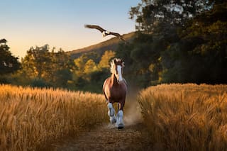 Anuncios del Super Bowl buscan superar tiempos difíciles con salud, cuidado y las risas de siempre