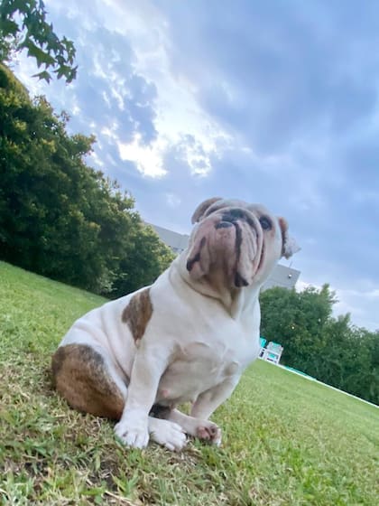 Apa no viajará con sus dueños por los riegos que conlleva el traslado para su salud