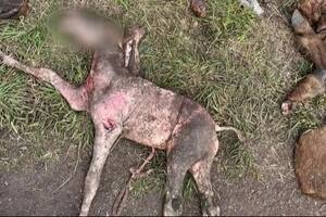 Aparecieron al menos 6 caballos descuartizados en Mar del PLata.