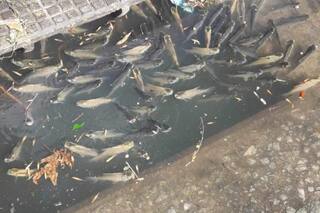 Por la inusual crecida del Río de la Plata aparecieron peces en alcantarillas y sumideros de Palermo