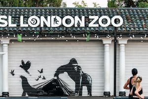 Apareció hoy la novena obra de Bansky consecutiva, esta vez pintada en la puerta del Zoo de Londres