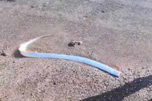 Apareció un "pez del fin del mundo" en Mexico