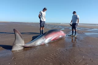 Qué es un zifio, el animal exótico que apareció en San Clemente del Tuyú