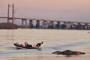 Apareció una ballena muerta en aguas de Zárate