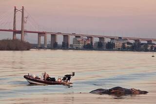 La explicación de los expertos sobre los tres casos registrados en solo dos semanas