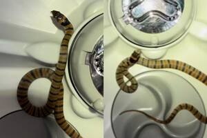 Apareció una de las serpientes más peligrosas del mundo dentro del lavarropas de una familia en Australia