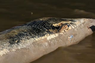 Por qué aparecen ballenas muertas en Buenos Aires: ya se encontraron dos en una semana