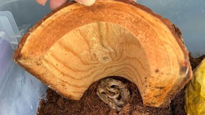 Apareció una serpiente venenosa originaria de Ecuador en un cargamento de plátanos (Facebook NH Fish and Game Law Enforcement Division and Operation Game Thief)