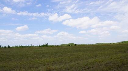 Aparentemente, las tierras estarían contaminadas con creosota, un poderoso químico