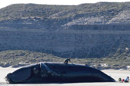 Aparición de ballenas francas muertas en el Golfo Nuevo