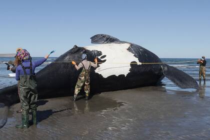 Aparición de ballenas francas muertas en el Golfo Nuevo