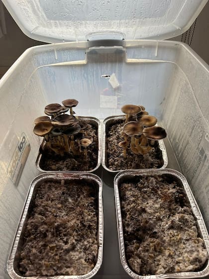 Apenas hidratación diaria, la rutina de Martina durante tres semanas hasta la cosecha de los “hongos mágicos” que cultiva en su domicilio