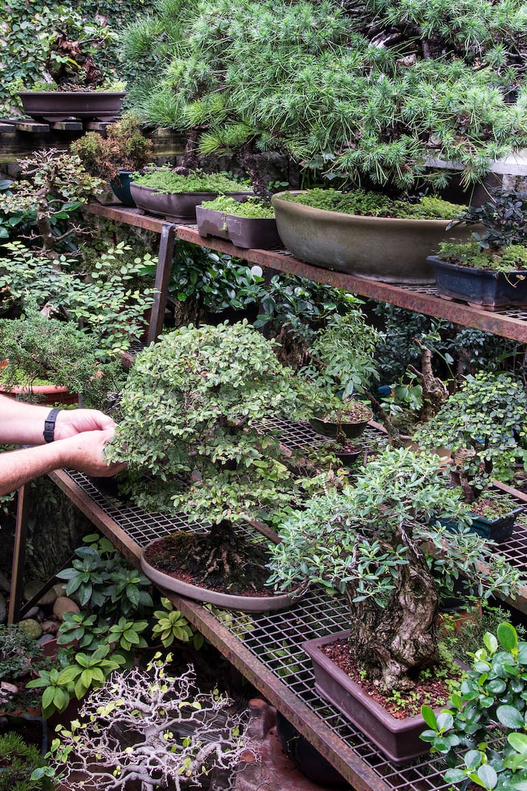 Se busca la perfección estética: el conjunto de las ramas y las hojas debe tener un perfil triangular desde el frente, pero también lateralmente e incluso cuando se lo ve desde arriba. Foto: Inés Clusellas