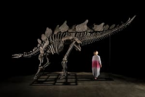 Apex, el esqueleto de estegosaurio más completo y caro del mundo, comprado por el multimillonario Ken Griffin